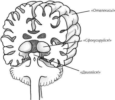 Иллюстрация к книге — Пруст и кальмар. Нейробиология чтения [i_016.jpg]