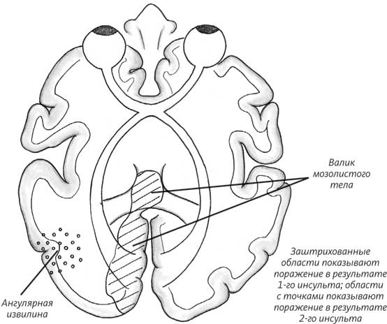 Иллюстрация к книге — Пруст и кальмар. Нейробиология чтения [i_021.jpg]