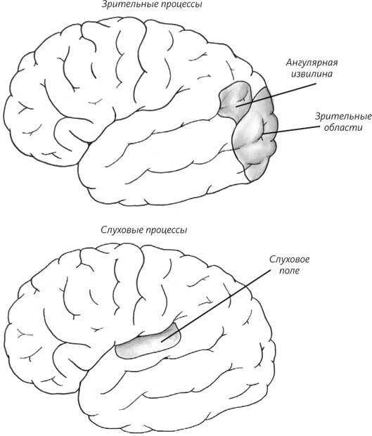 Иллюстрация к книге — Пруст и кальмар. Нейробиология чтения [i_022.jpg]