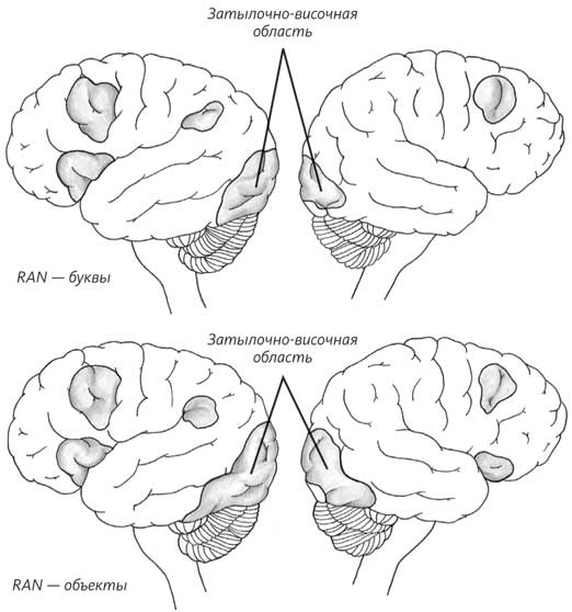 Иллюстрация к книге — Пруст и кальмар. Нейробиология чтения [i_025.jpg]