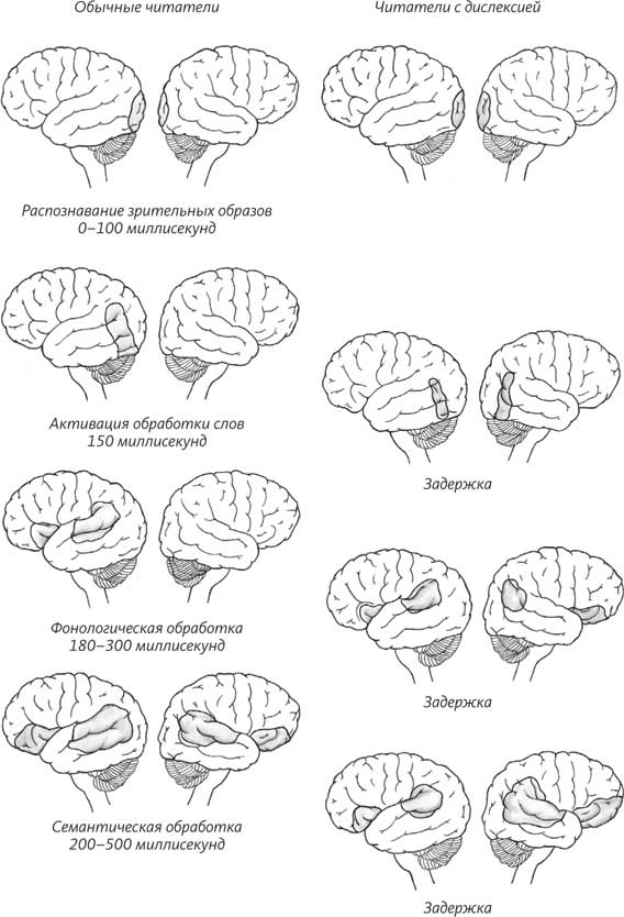 Иллюстрация к книге — Пруст и кальмар. Нейробиология чтения [i_027.jpg]
