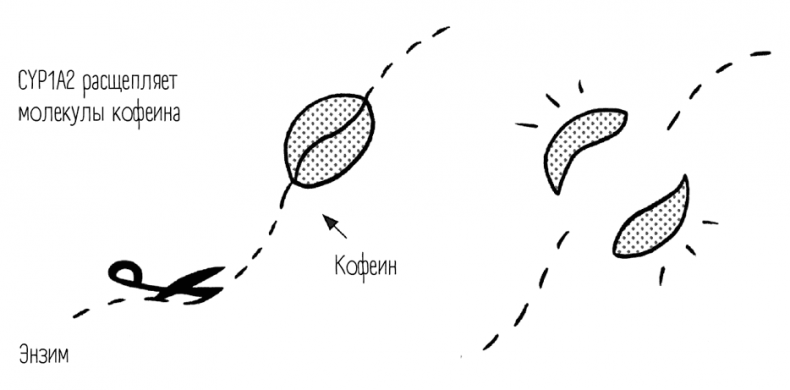Иллюстрация к книге — Чем запить таблетку? Фармацевт о том, почему нельзя делить таблетки на части, хранить их на кухне и запивать всем подряд [i_006.jpg]