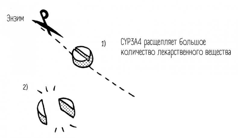 Иллюстрация к книге — Чем запить таблетку? Фармацевт о том, почему нельзя делить таблетки на части, хранить их на кухне и запивать всем подряд [i_007.jpg]