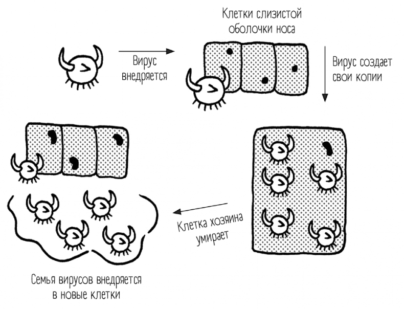 Иллюстрация к книге — Чем запить таблетку? Фармацевт о том, почему нельзя делить таблетки на части, хранить их на кухне и запивать всем подряд [i_051.jpg]