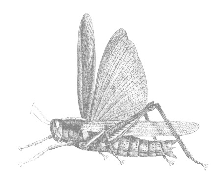 Иллюстрация к книге — Планета насекомых: странные, прекрасные, незаменимые существа, которые заставляют наш мир вращаться [i_018.jpg]