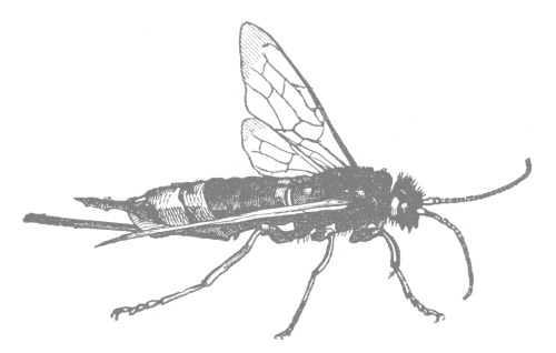 Иллюстрация к книге — Планета насекомых: странные, прекрасные, незаменимые существа, которые заставляют наш мир вращаться [i_038.jpg]