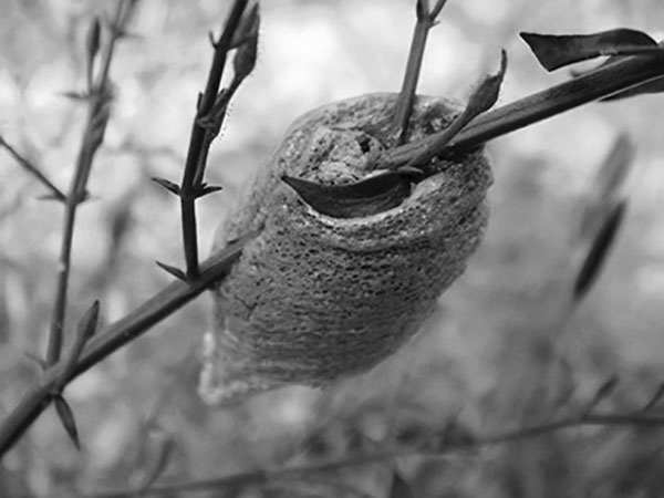 Иллюстрация к книге — Материнство [i_015.jpg]