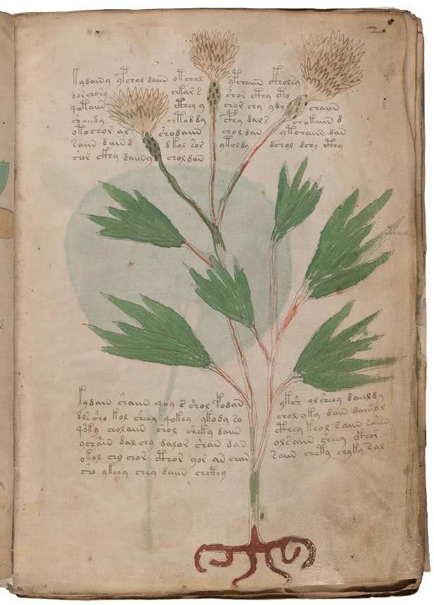 Иллюстрация к книге — Манускрипт Войнича [i_048.jpg]