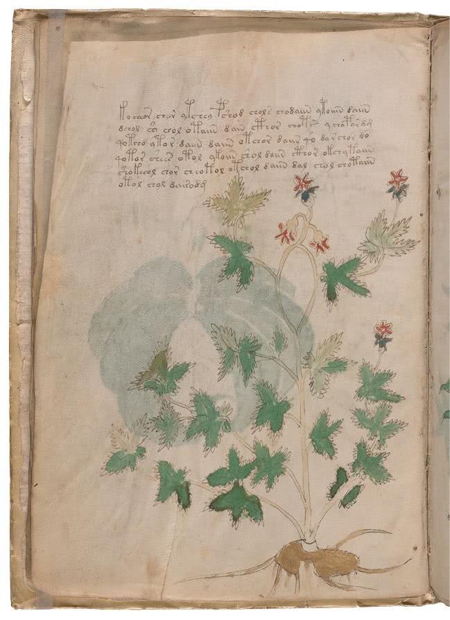 Иллюстрация к книге — Манускрипт Войнича [i_053.jpg]