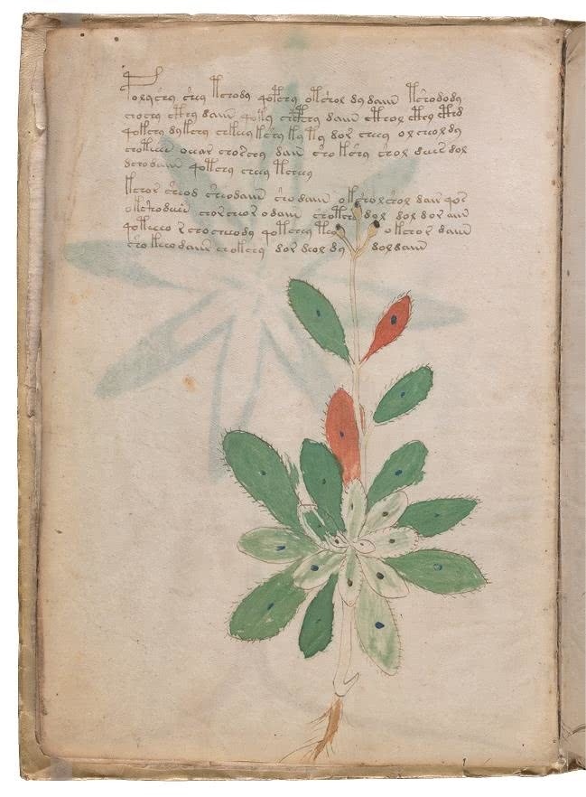 Иллюстрация к книге — Манускрипт Войнича [i_057.jpg]