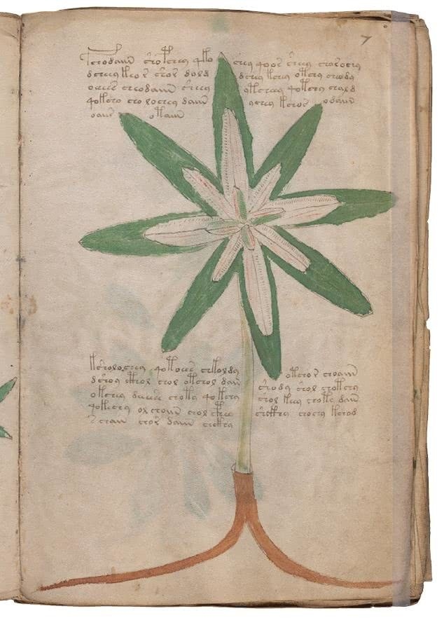 Иллюстрация к книге — Манускрипт Войнича [i_058.jpg]