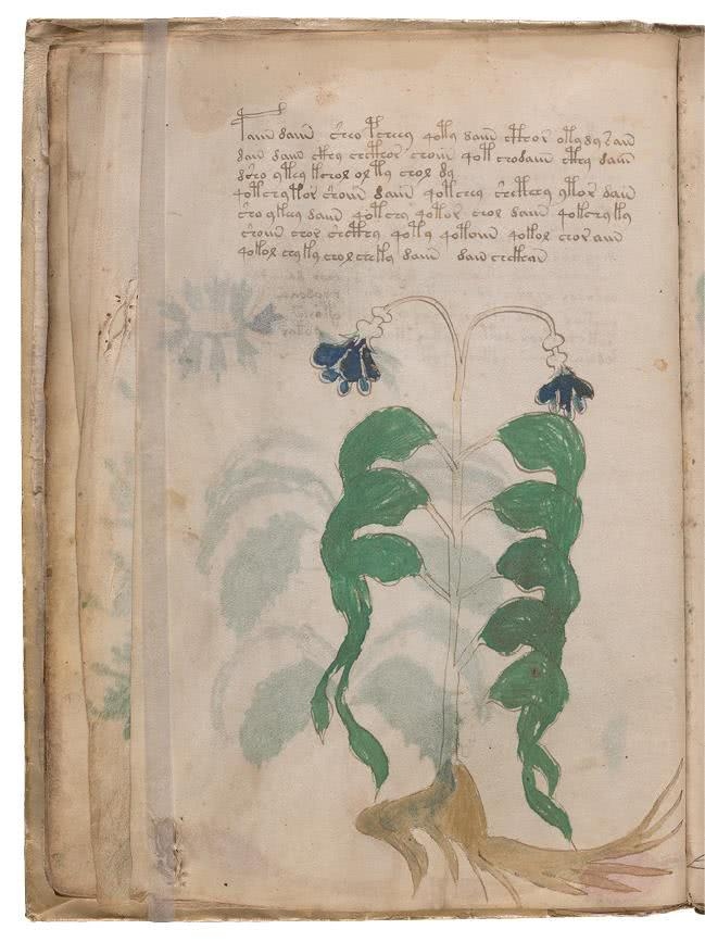 Иллюстрация к книге — Манускрипт Войнича [i_063.jpg]