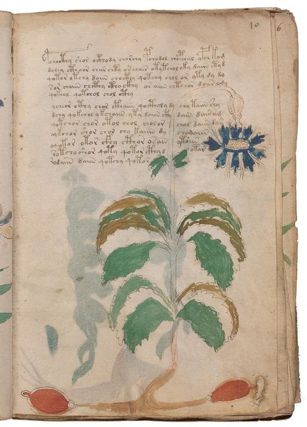 Иллюстрация к книге — Манускрипт Войнича [i_064.jpg]