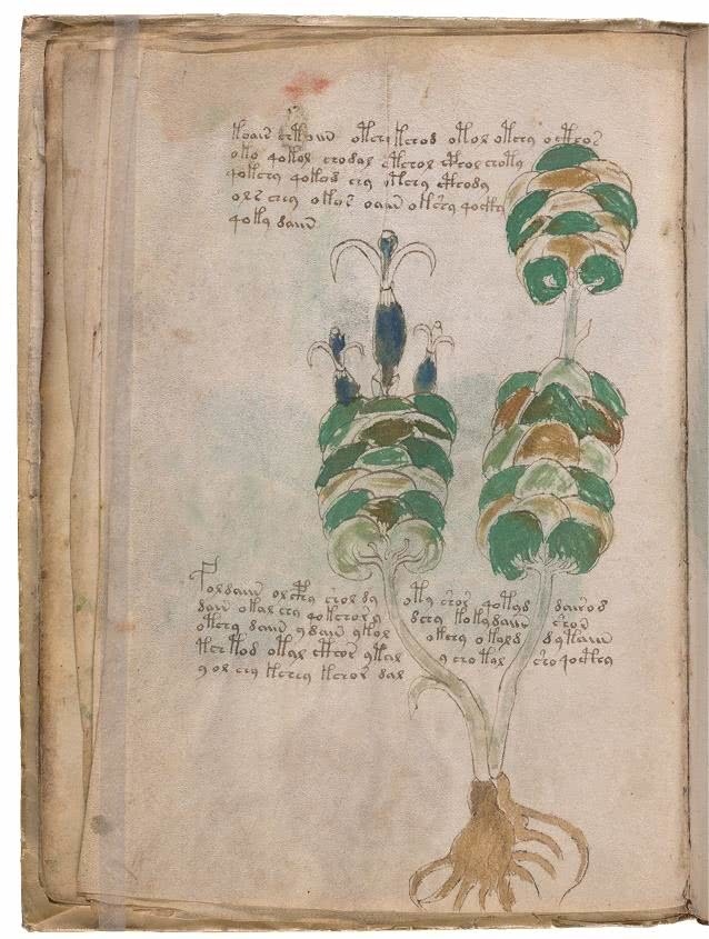 Иллюстрация к книге — Манускрипт Войнича [i_065.jpg]