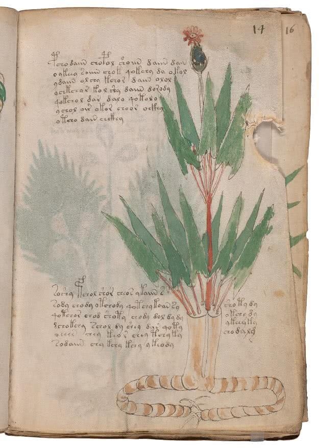 Иллюстрация к книге — Манускрипт Войнича [i_068.jpg]