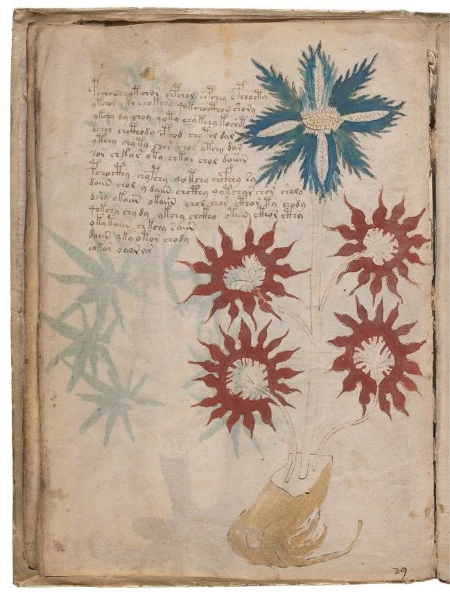 Иллюстрация к книге — Манускрипт Войнича [i_069.jpg]