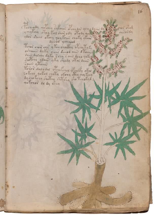 Иллюстрация к книге — Манускрипт Войнича [i_070.jpg]