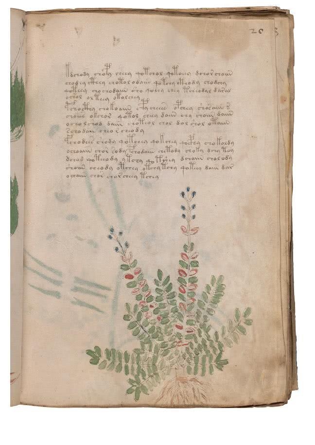 Иллюстрация к книге — Манускрипт Войнича [i_078.jpg]