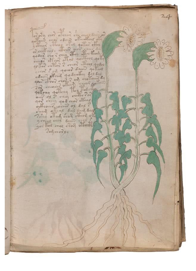 Иллюстрация к книге — Манускрипт Войнича [i_084.jpg]