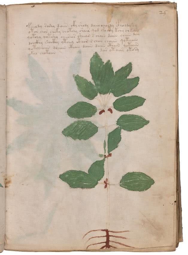 Иллюстрация к книге — Манускрипт Войнича [i_086.jpg]