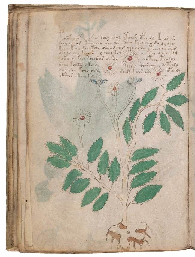 Иллюстрация к книге — Манускрипт Войнича [i_089.jpg]