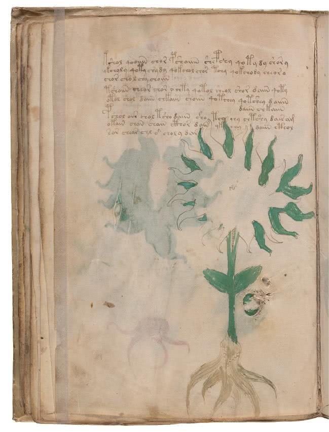 Иллюстрация к книге — Манускрипт Войнича [i_091.jpg]