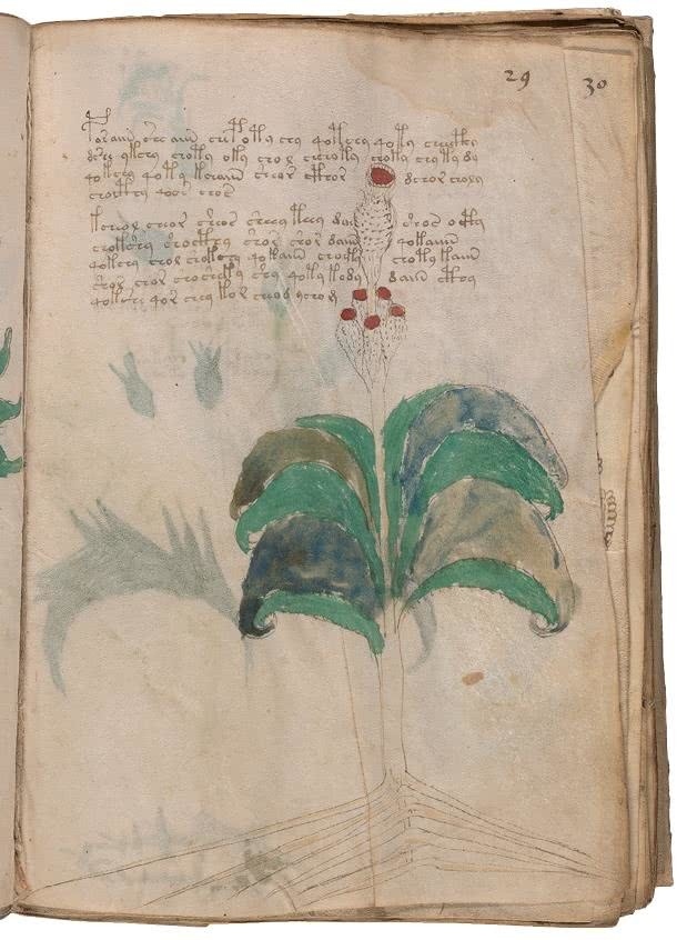 Иллюстрация к книге — Манускрипт Войнича [i_094.jpg]