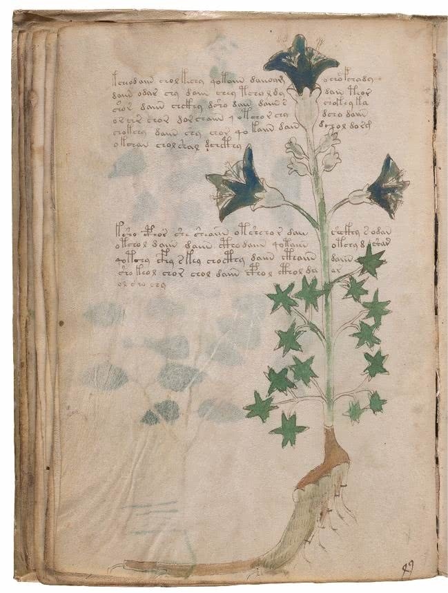 Иллюстрация к книге — Манускрипт Войнича [i_097.jpg]