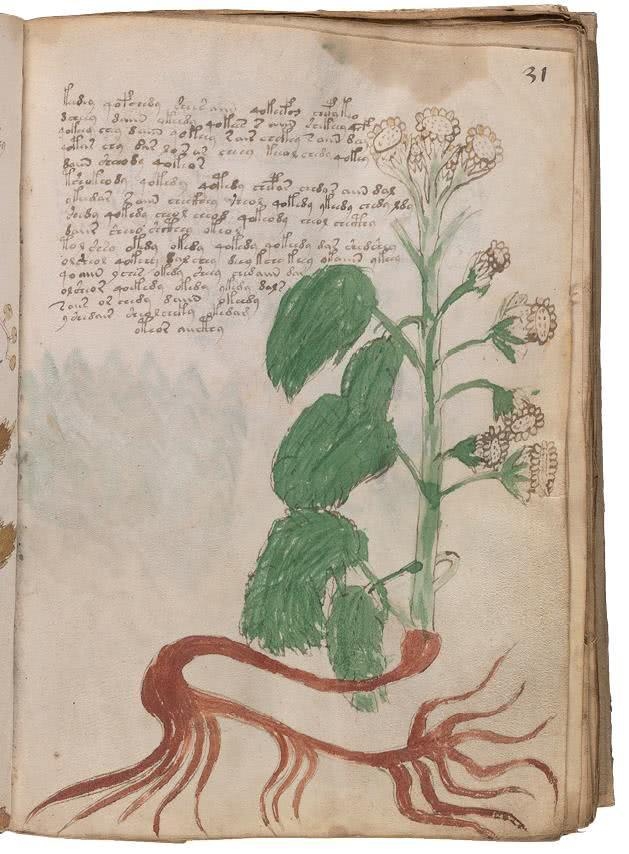 Иллюстрация к книге — Манускрипт Войнича [i_098.jpg]