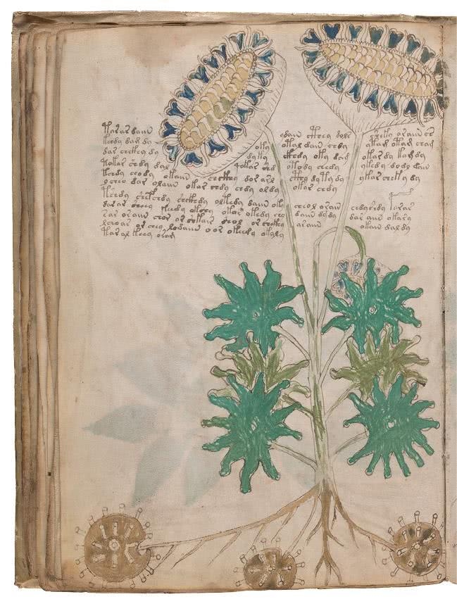 Иллюстрация к книге — Манускрипт Войнича [i_099.jpg]