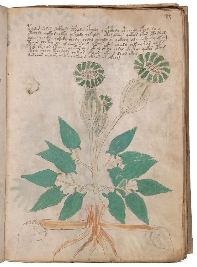 Иллюстрация к книге — Манускрипт Войнича [i_100.jpg]