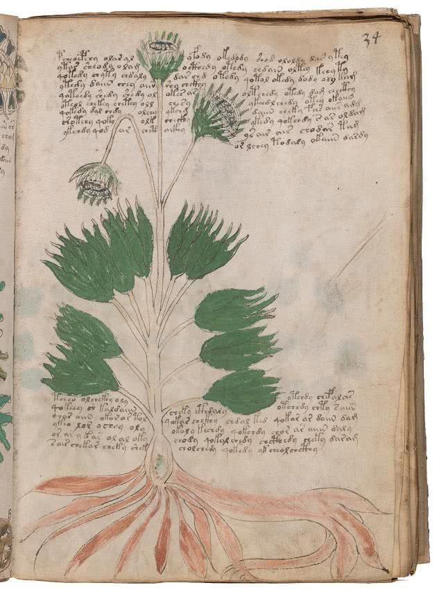 Иллюстрация к книге — Манускрипт Войнича [i_102.jpg]