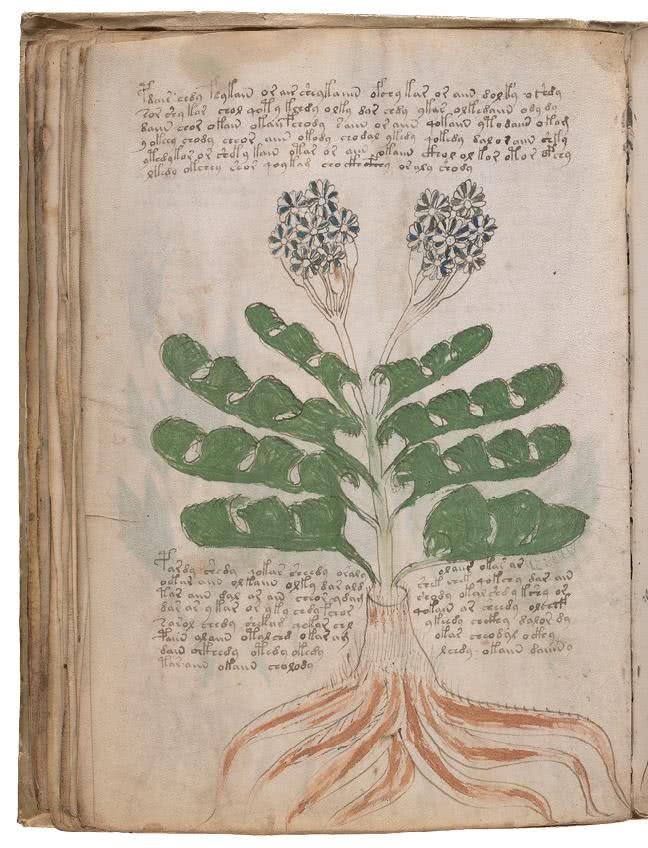 Иллюстрация к книге — Манускрипт Войнича [i_109.jpg]