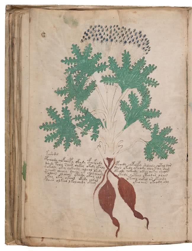 Иллюстрация к книге — Манускрипт Войнича [i_113.jpg]