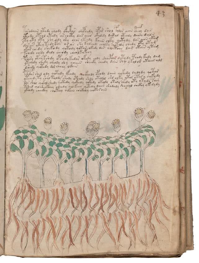 Иллюстрация к книге — Манускрипт Войнича [i_114.jpg]