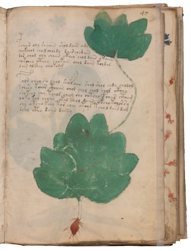 Иллюстрация к книге — Манускрипт Войнича [i_122.jpg]