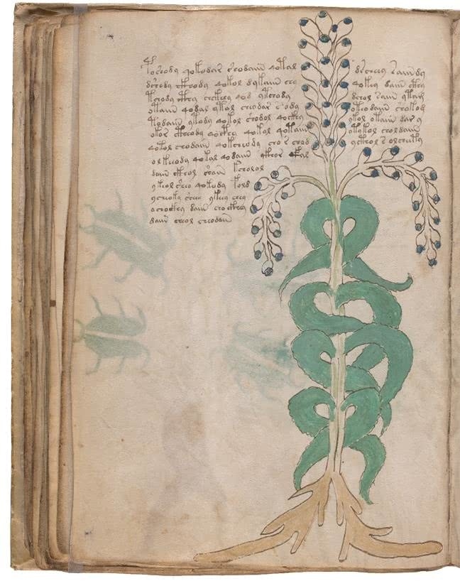 Иллюстрация к книге — Манускрипт Войнича [i_129.jpg]