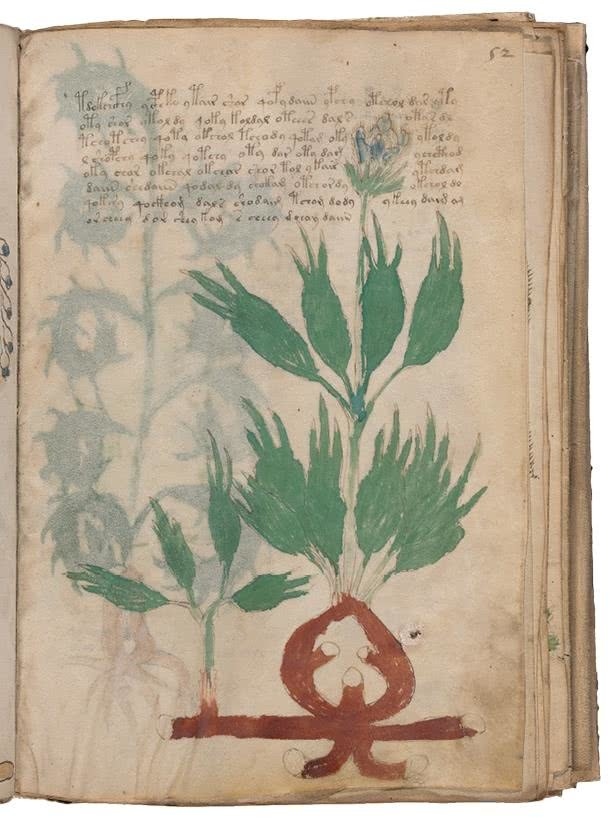 Иллюстрация к книге — Манускрипт Войнича [i_130.jpg]