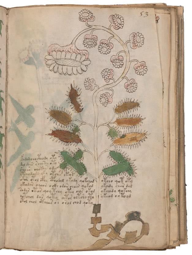 Иллюстрация к книге — Манускрипт Войнича [i_132.jpg]