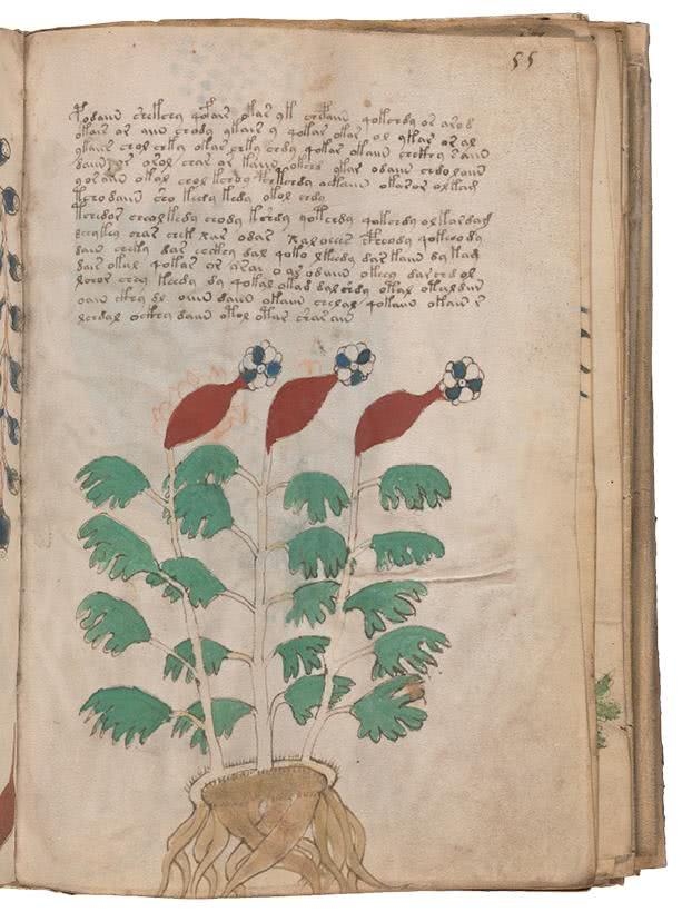 Иллюстрация к книге — Манускрипт Войнича [i_134.jpg]