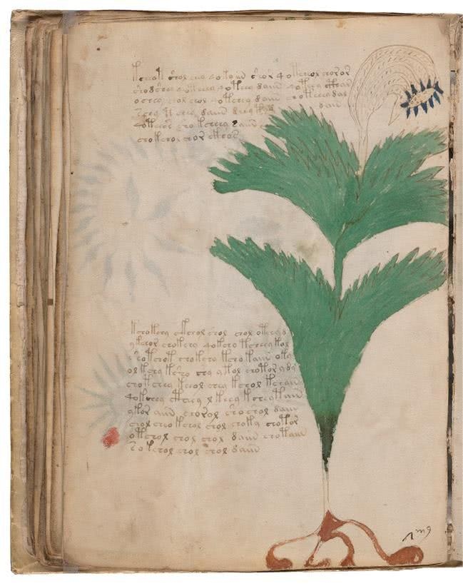 Иллюстрация к книге — Манускрипт Войнича [i_135.jpg]