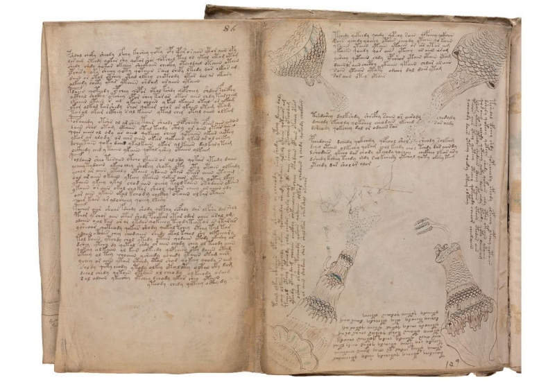 Иллюстрация к книге — Манускрипт Войнича [i_176.jpg]