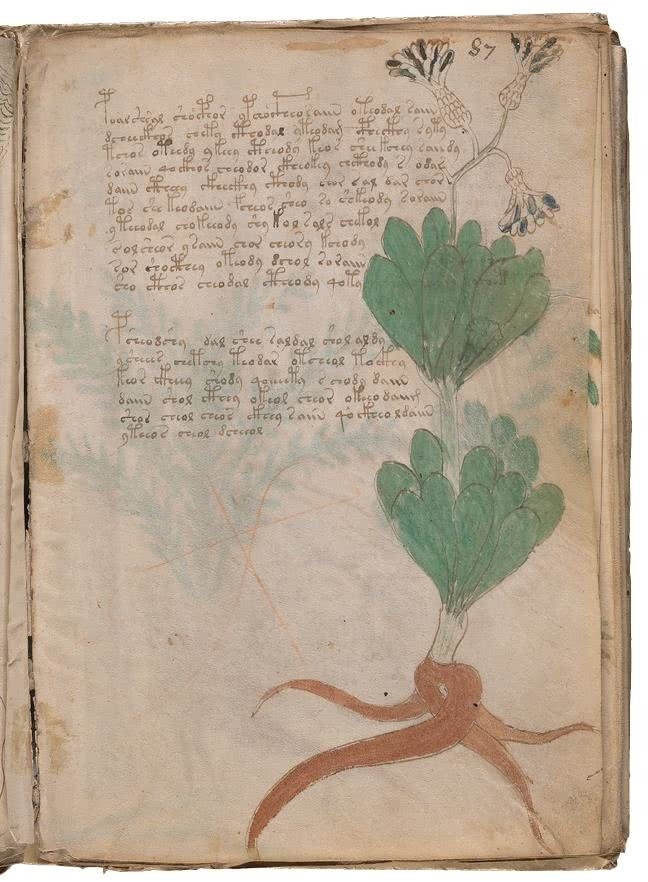 Иллюстрация к книге — Манускрипт Войнича [i_178.jpg]