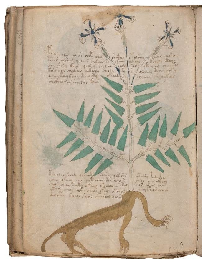 Иллюстрация к книге — Манускрипт Войнича [i_183.jpg]