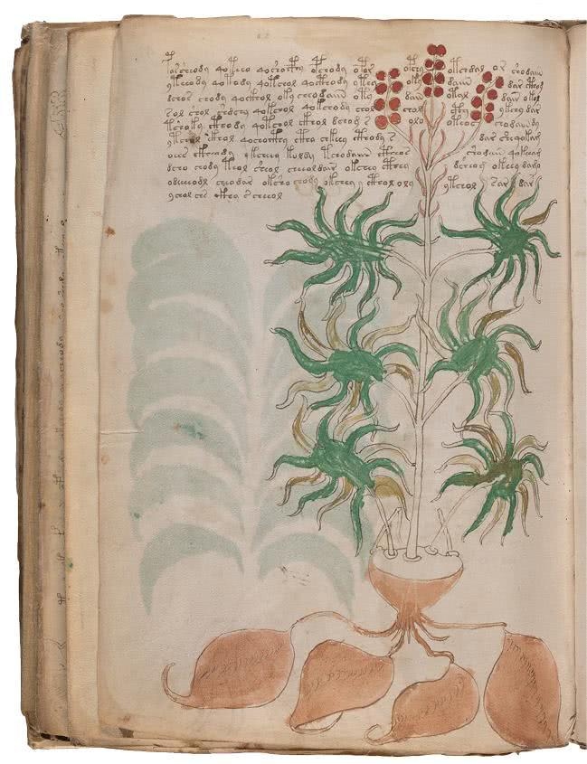 Иллюстрация к книге — Манускрипт Войнича [i_185.jpg]