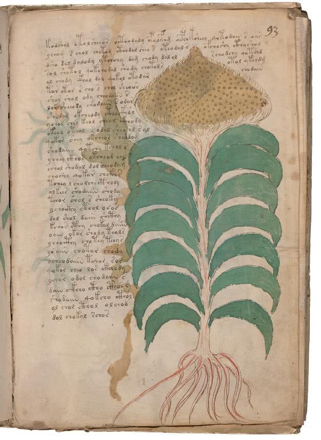 Иллюстрация к книге — Манускрипт Войнича [i_186.jpg]