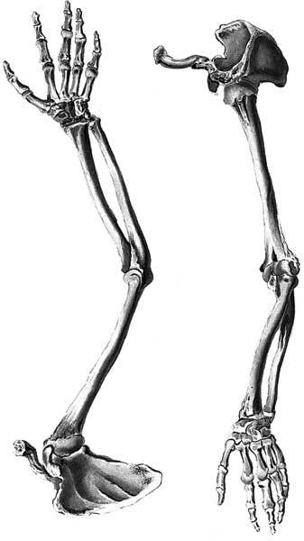 Иллюстрация к книге — Кости: скрытая жизнь. Все о строительном материале нашего скелета, который расскажет, кто мы и как живем [i_003.jpg]