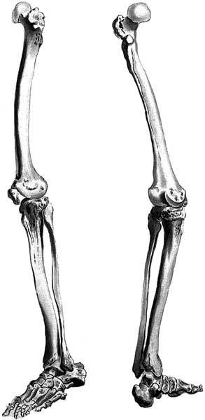 Иллюстрация к книге — Кости: скрытая жизнь. Все о строительном материале нашего скелета, который расскажет, кто мы и как живем [i_004.jpg]