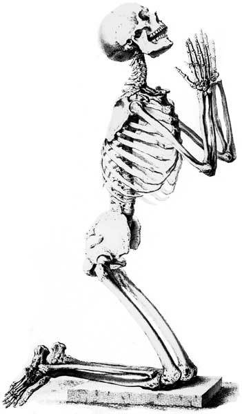 Иллюстрация к книге — Кости: скрытая жизнь. Все о строительном материале нашего скелета, который расскажет, кто мы и как живем [i_007.jpg]