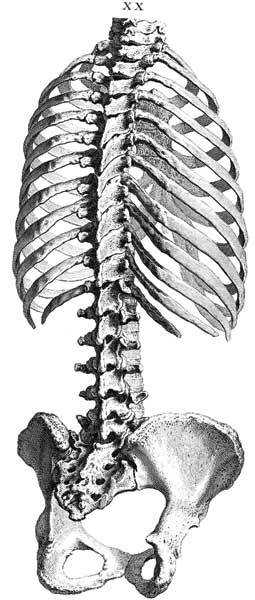 Иллюстрация к книге — Кости: скрытая жизнь. Все о строительном материале нашего скелета, который расскажет, кто мы и как живем [i_008.jpg]